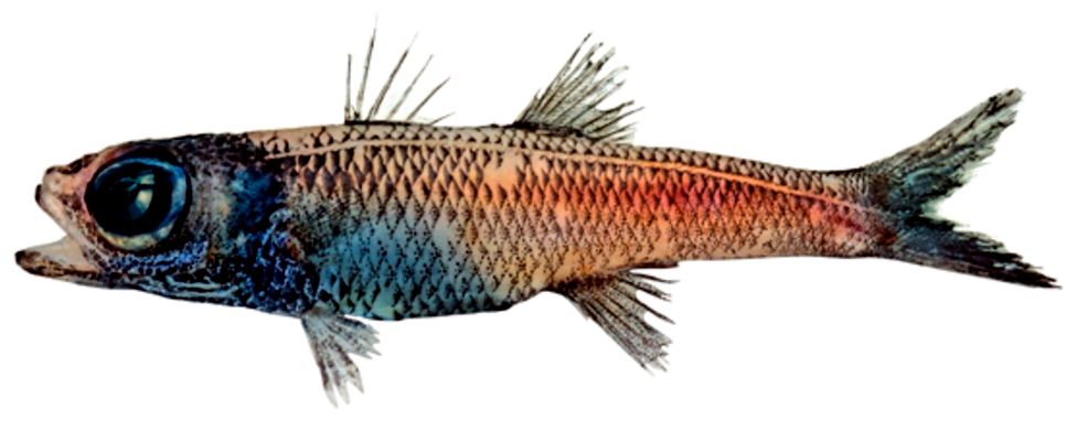Epigonus constanciae_09
